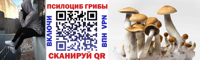 закладка  Краснодар  Псилоцибиновые грибы Psilocybine cubensis 